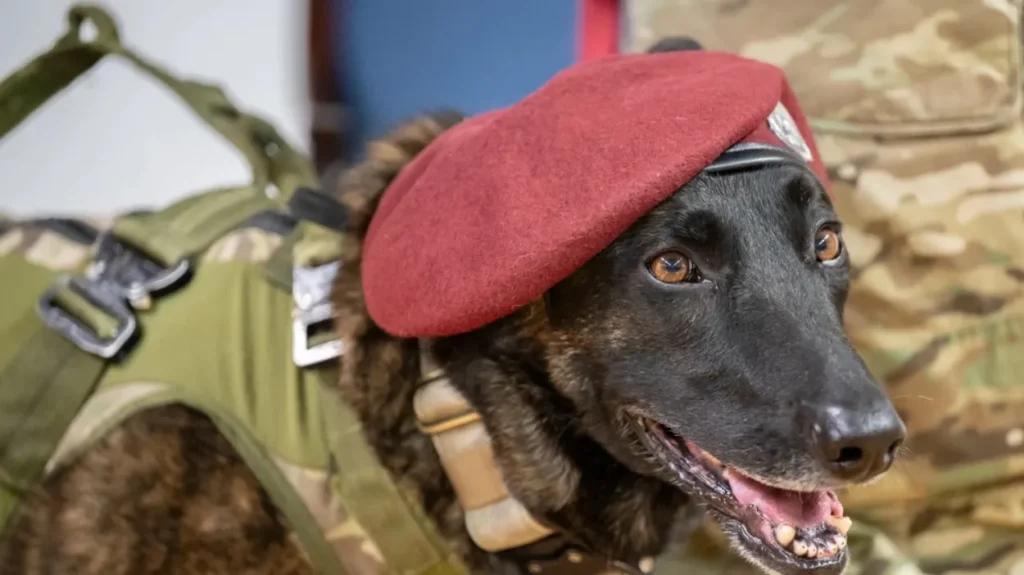 Callie, the Military’s Only Search and Rescue Dog, Retires After Six Years of Service