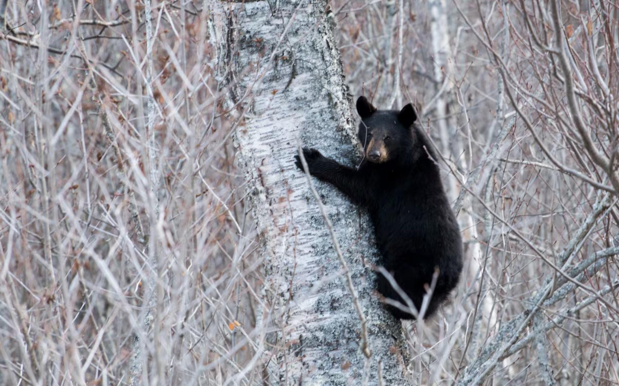 Bear Raids Alaska Base Commissary for a Sweet Summer Snack [WATCH]