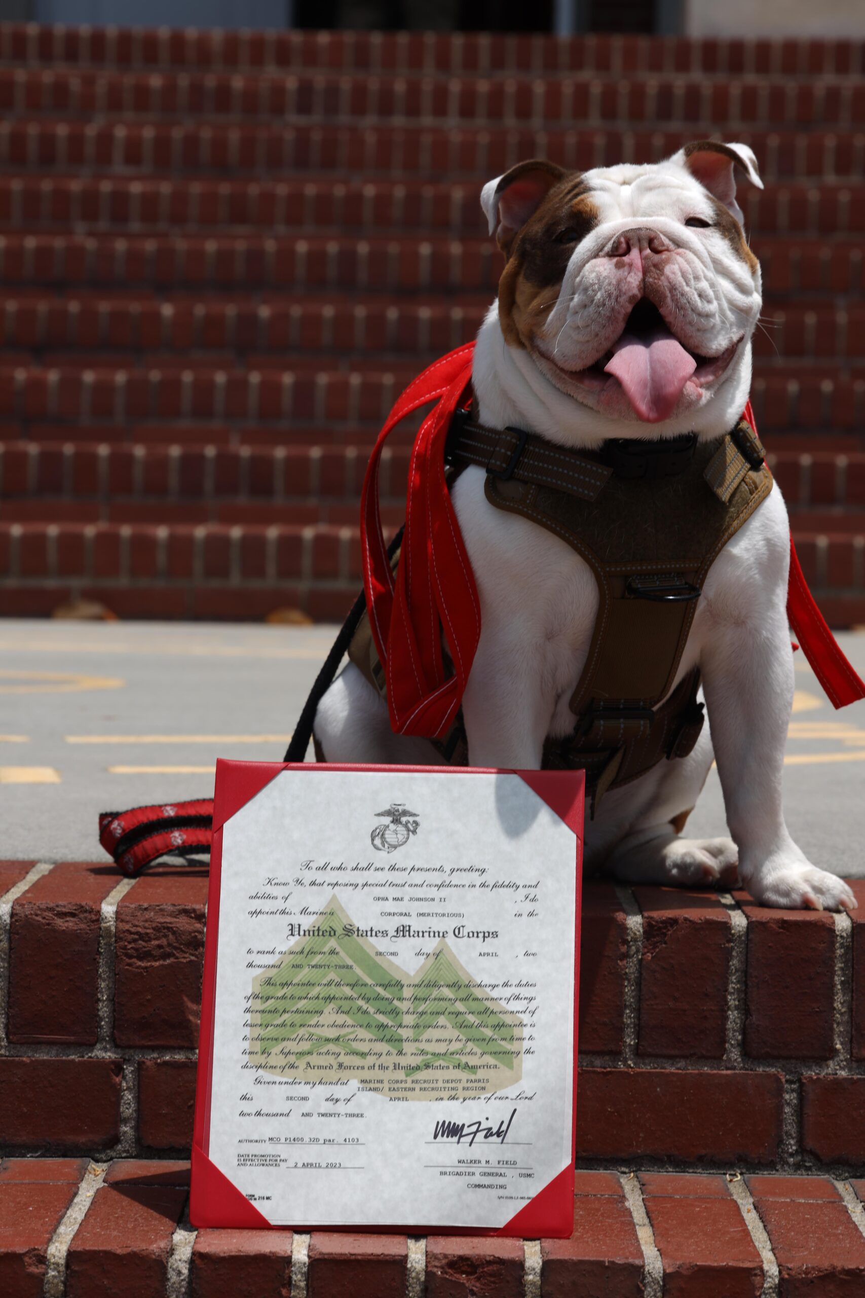 Marines Launch Hunt for Heat Tough Parris Island Bulldog Recruit