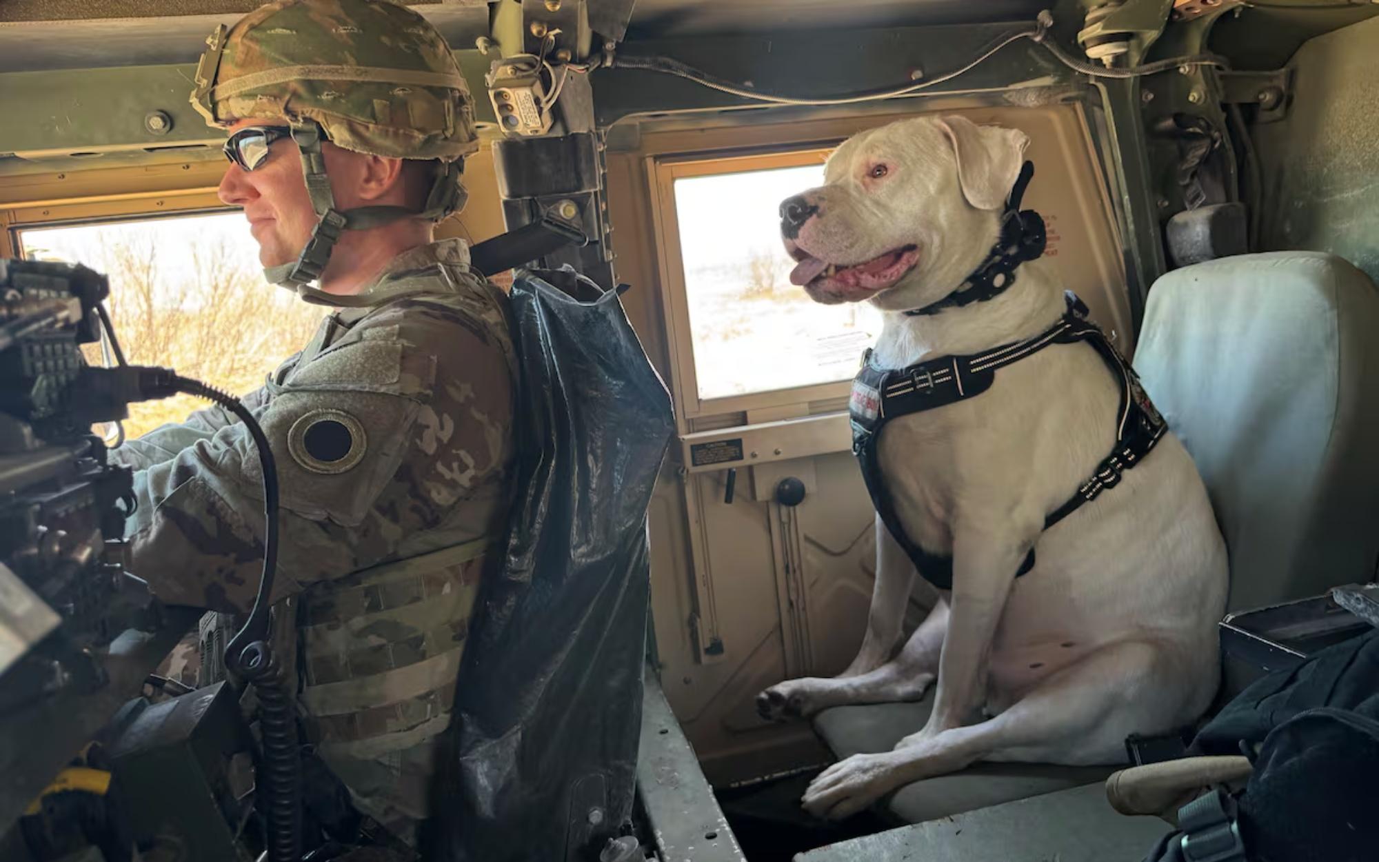 Meet Axel, the Remarkable Deaf Rescue Dog Ready to Deploy