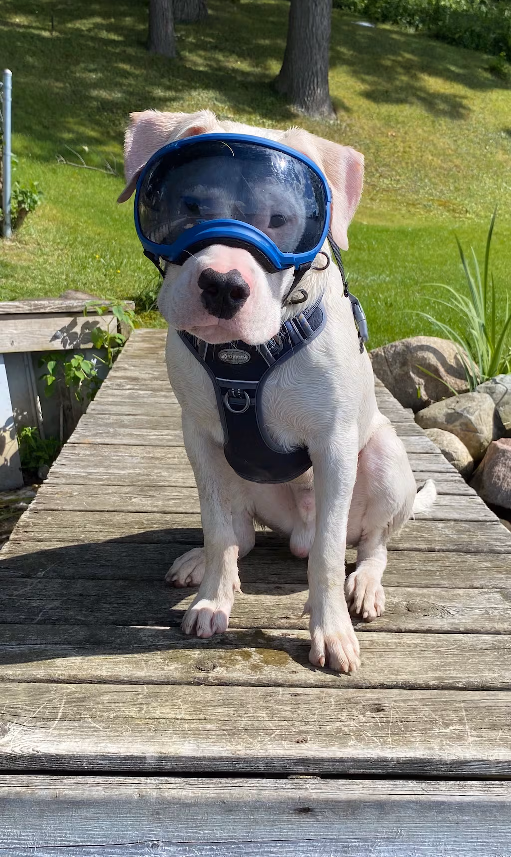 Meet Axel, the Remarkable Deaf Rescue Dog Ready to Deploy